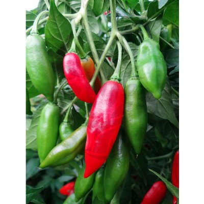 Habanero Paper Lantern – Zboží Dáma