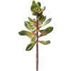 Hobby Kalanchoe 115 cm