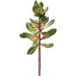 Hobby Kalanchoe 115 cm – Hledejceny.cz