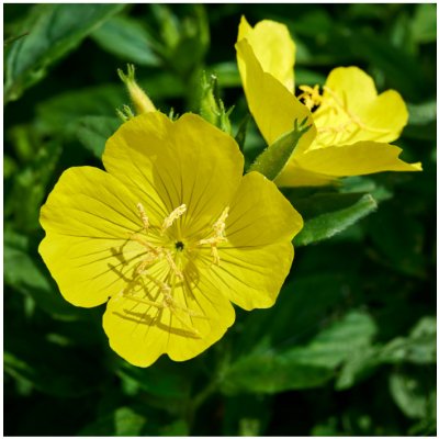 Pupalka dvouletá - Oenothera biennis - prodej semen - 150 ks