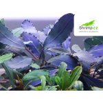 Bucephalandra Dark Blue