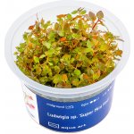 Ludwigia sp. Mini Super Red – Zboží Mobilmania