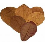 Ceramic Nature Listy Mandlovníku mořského M 10 ks – Hledejceny.cz