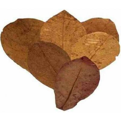 Ceramic Nature Listy Mandlovníku mořského M 10 ks – Hledejceny.cz