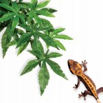 Hagen Exo Terra rostlina Abuliton malá 40 cm – HobbyKompas.cz