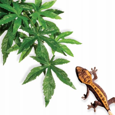 Hagen Exo Terra rostlina Abuliton malá 40 cm – HobbyKompas.cz