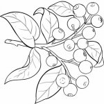 Alteya Organics Olej ze santalového dřeva 100% Bio Alteya 5 ml – Hledejceny.cz