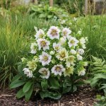 Čemeřice 'Double Ellen Spotted White' 1 ks – Zbozi.Blesk.cz