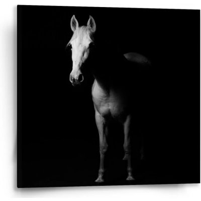 Sablio Obraz Kůň ve stínu - 50x50 cm – Hledejceny.cz