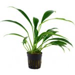 Anubias angustifolia – Zboží Mobilmania