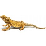 Collecta Agama vousatá – Hledejceny.cz