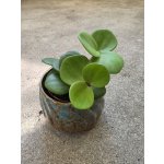 Peperomia Tetraphylla Hope mini – Zboží Dáma