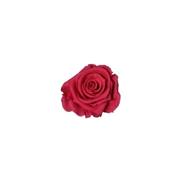 Květina Dárková stabilizovaná růže - tmavě růžová