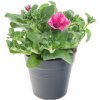Květina Výhodné balení 10x Surfinie převislá, světle růžová, velikost květináče 10 - 12 cm