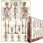 EuroGraphics Kosterní soustava The Skeletal System 1000 dílků – Zboží Mobilmania