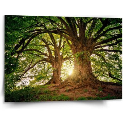 Sablio Obraz Stromy - 150x110 cm – Hledejceny.cz