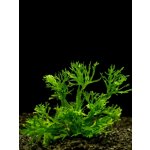 Microsorium sp. Windelov – Sleviste.cz