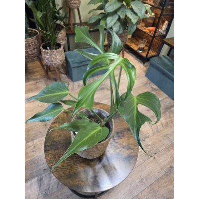 Monstera Burble Marx Flame – Zboží Mobilmania