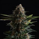 Kannabia Seeds Candy Cream Go Fast semena neobsahují THC 5 ks – Sleviste.cz