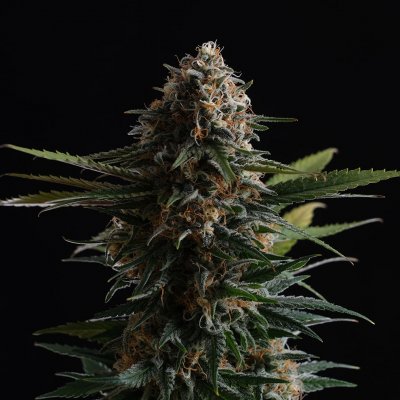 Kannabia Seeds Candy Cream Go Fast semena neobsahují THC 5 ks – Sleviste.cz
