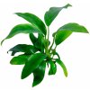 Akvarijní rostlina I--Z Anubias lanceolata - Anubis kopinatý