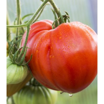 Rajče Oxheart - Solanum lycopersicum - semena rajčete - 20 ks