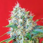 Sweet Seeds Green Poison semena neobsahují THC 3 ks – Zboží Dáma