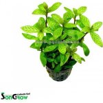 Hygrophila polysperma Rosanervig – Sleviste.cz