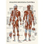 Vydavatelství Poznání Anatomický plakát - Svalová soustava člověka 47 x 63 cm | LA – Sleviste.cz