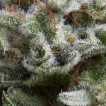 Pyramid Seeds AUTO Anesthesia semena neobsahují THC 1 ks – Zboží Mobilmania