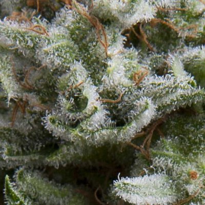 Pyramid Seeds AUTO Anesthesia semena neobsahují THC 1 ks – Zboží Mobilmania