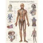 Plakát Lymfatický systém člověka 63x47cm – Hledejceny.cz