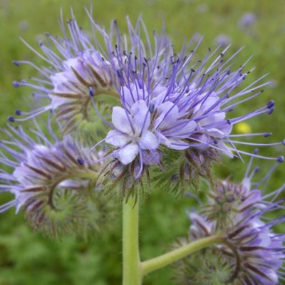 Svazenka vratičolistá Phacelia tanacetifolia semena svazenky 50 ks – HobbyKompas.cz