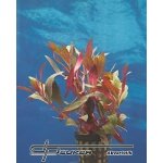 Ludwigia glandulosa - Zakucelka žláznatá – Hledejceny.cz