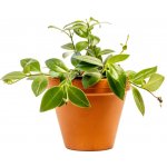 Gardners Aeschynanthus Caro Improved, průměr 12 cm Rděnka – Zboží Dáma