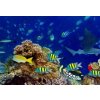 Tapety WEBLUX Fototapeta papír colorful wide underwater coral reef panorama banner background with many fishes turtle and marine life / Unterwasser Korallenriff breit Hintergrun 184 x 128 cm