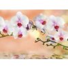 Tapety WEBLUX Samolepka fólie - 74704907 orchidea cíl horizontal rozměry 100 x 73 cm