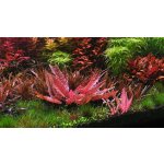 Cryptocoryne spec. Flamingo – Zboží Dáma
