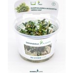 Bucephalandra micrantha Needle Leaf – Sleviste.cz