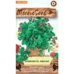 Semínka MoravoSeed Dobromysl obecná - oregano 71711 – Hledejceny.cz