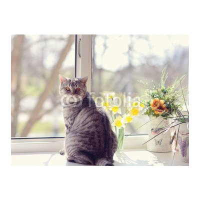 WEBLUX 44792547 Fototapeta plátno cat sitting on the windowsill in the flowers on the background o kočka sedí na parapetu v květech na pozadí o rozměry 330 x 244 cm