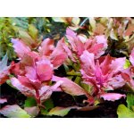 Hygrophila Triflora – Zboží Mobilmania