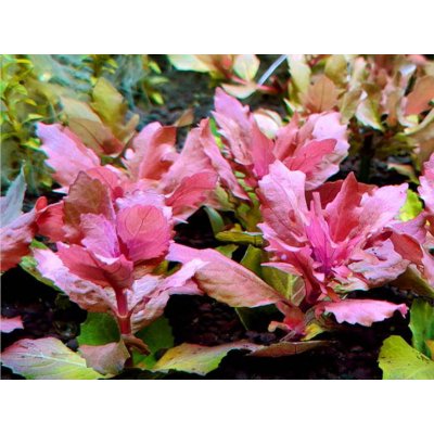 Hygrophila Triflora – Zboží Mobilmania