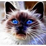 Norimpex Diamantové malování Kočičí magie 30 x 40 cm – Hledejceny.cz