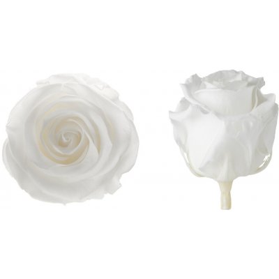 Hlavy růží - princess 16 ks White - bílá – Hledejceny.cz