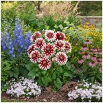 Jiřina 'Siedlerstolz' 1 ks – Sleviste.cz