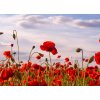 Tapety WEBLUX Fototapeta plátno Anzac Day memorial poppies. Field of red poppy flowers to honour fallen veterans soldiers in battle of Anzac armistice day. Wildflowers blooming 160 x 116 cm