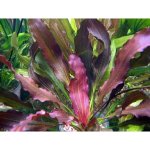 Echinodorus Rubin – Zboží Dáma