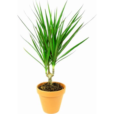 Gardners Dracaena marginata, průměr 11-12 cm Dracéna lemovaná, dračinec – Zboží Mobilmania