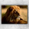 Obraz IMPAR Fotografie na plátno Pohled lva 2 70x50 cm